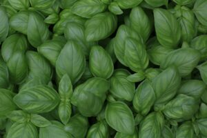 conserver les herbes fraîches