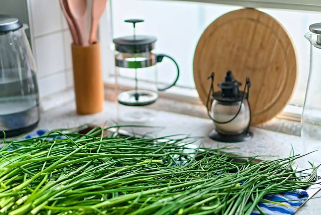 conserver les herbes fraîches