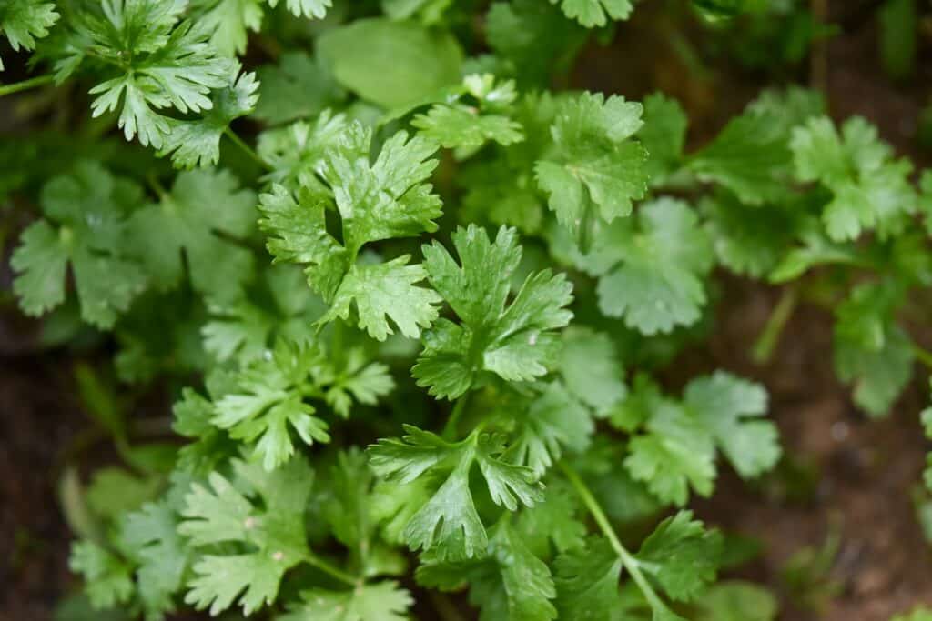 conserver les herbes fraîches